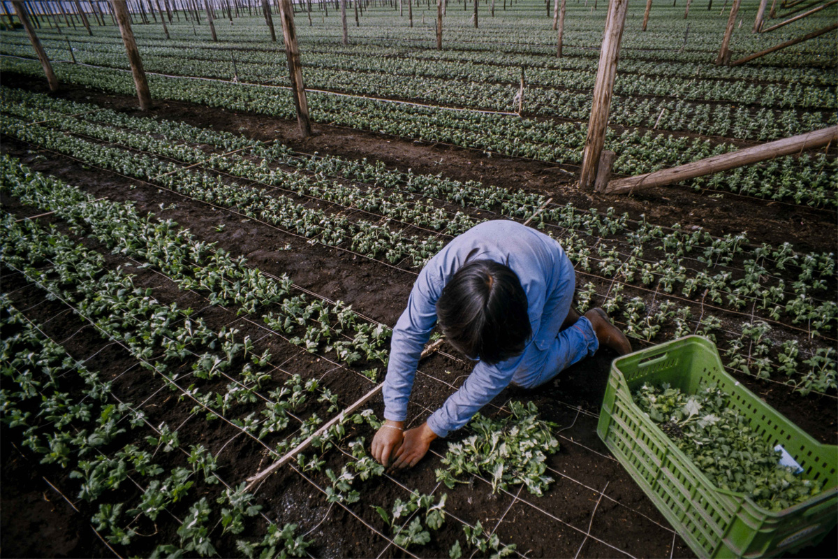 Amor, mujeres y flores: el documental crtico de las condiciones laborales de los trabajadores de las flores en Colombia llega a salas 35 aos ms tarde